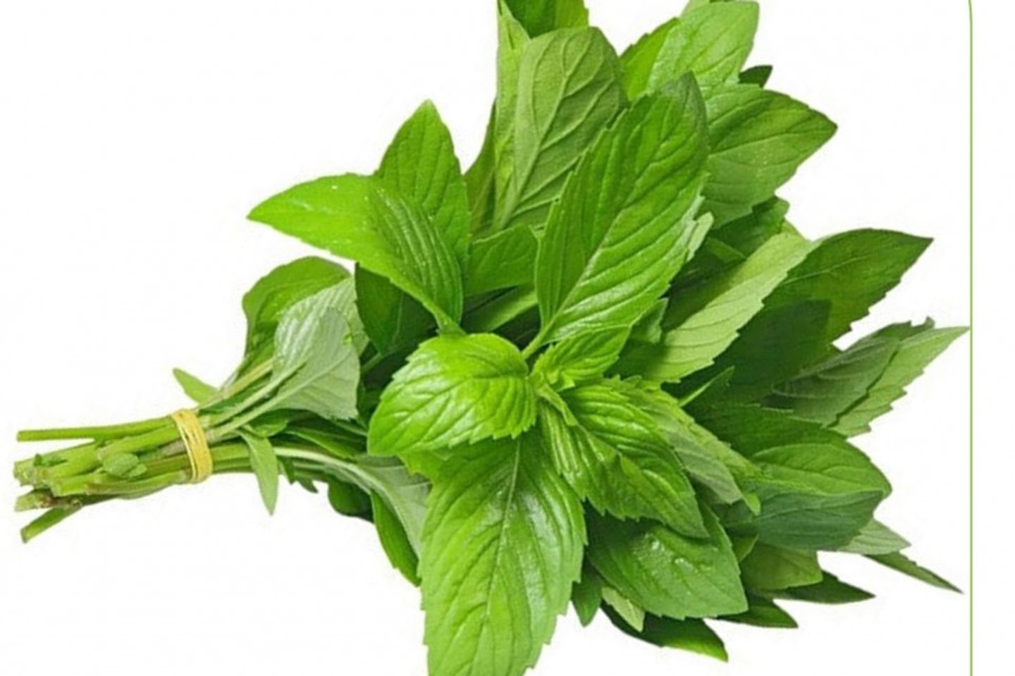 نعناع
