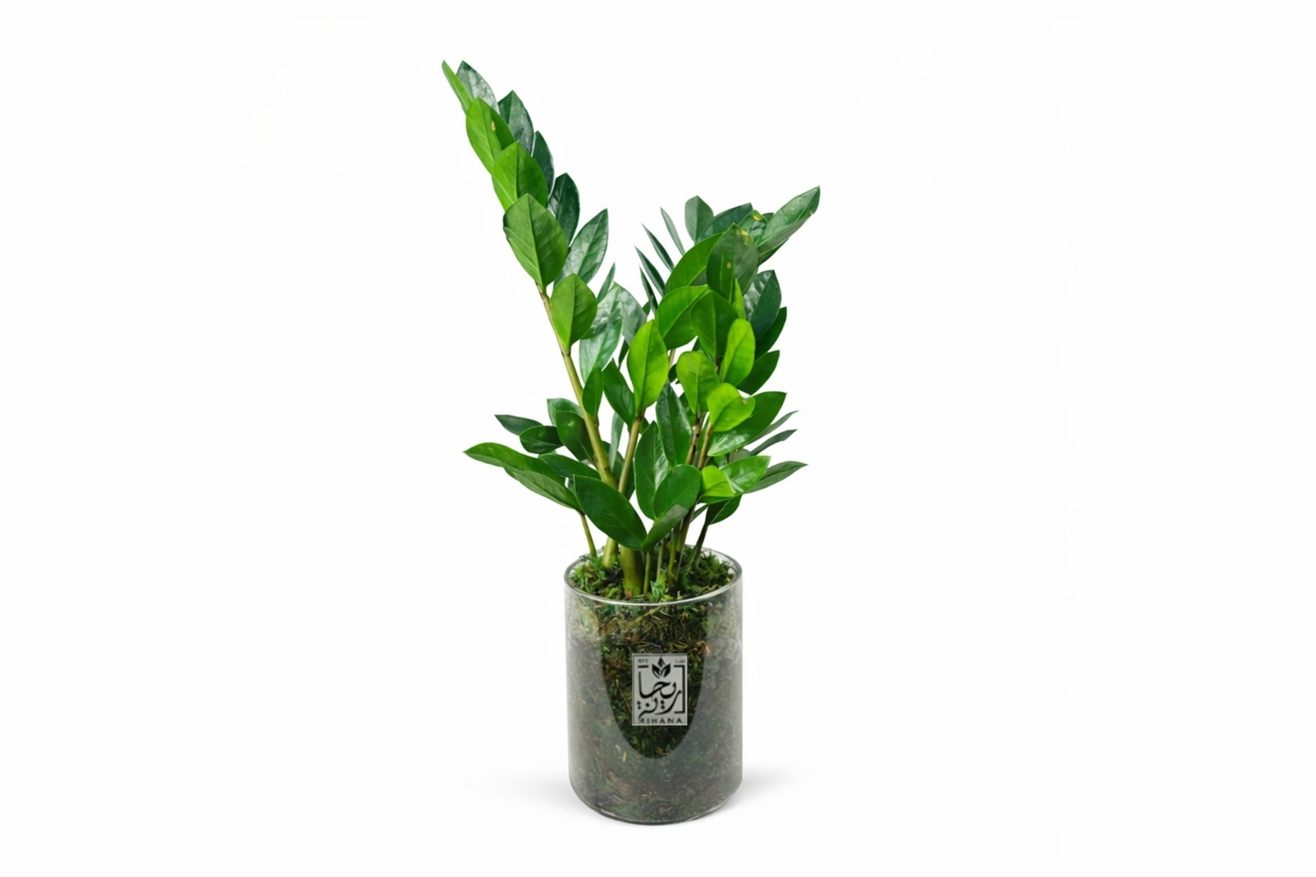 Zamia Kolkas