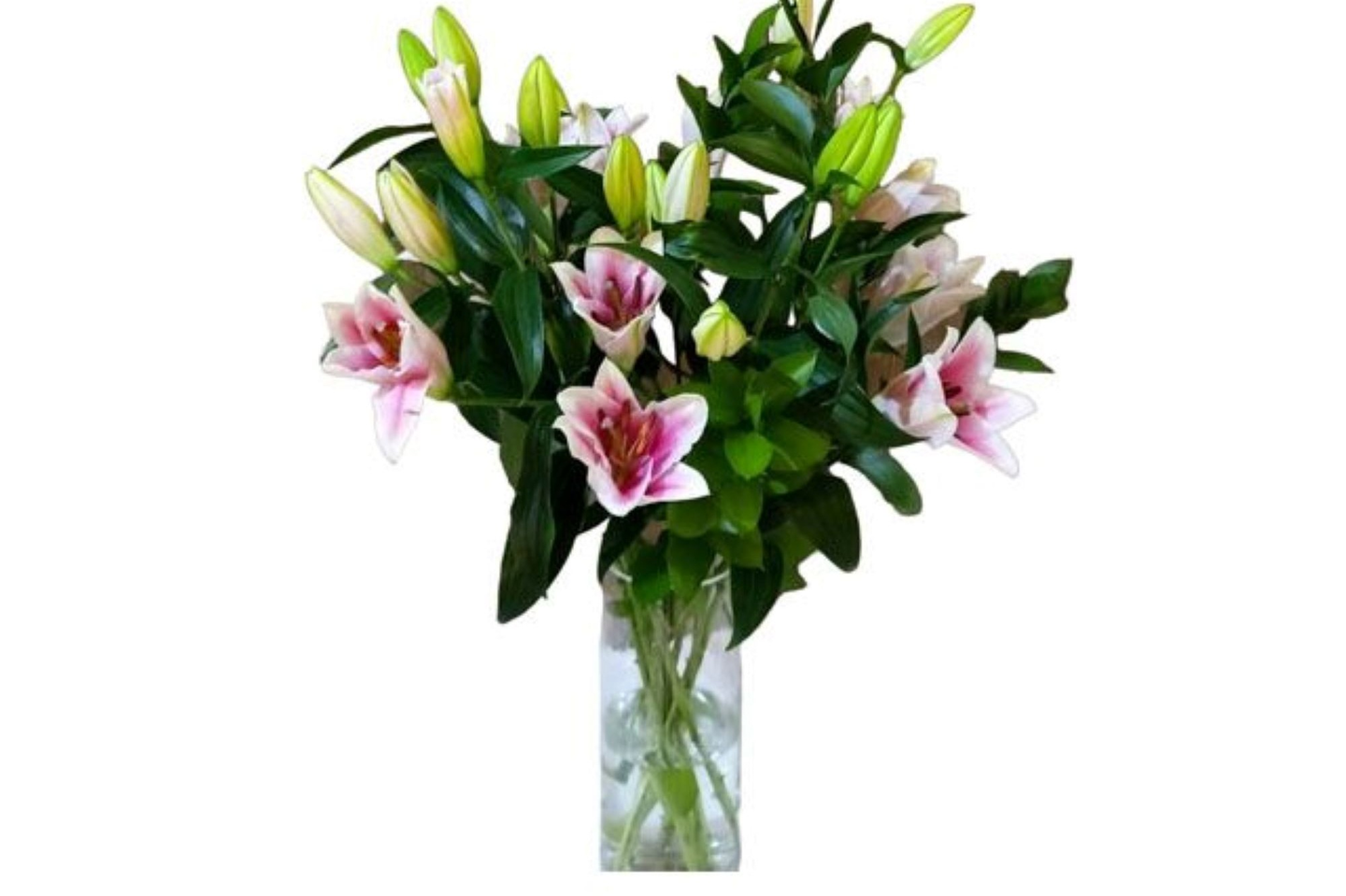 فازه كازبلانكا وردي