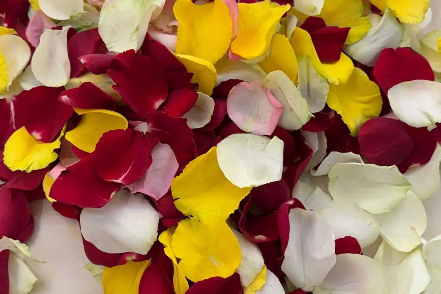 ورد منثور ملون