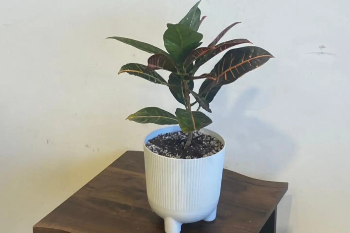 نبات الكروتون في اصيص ابيض أنيق