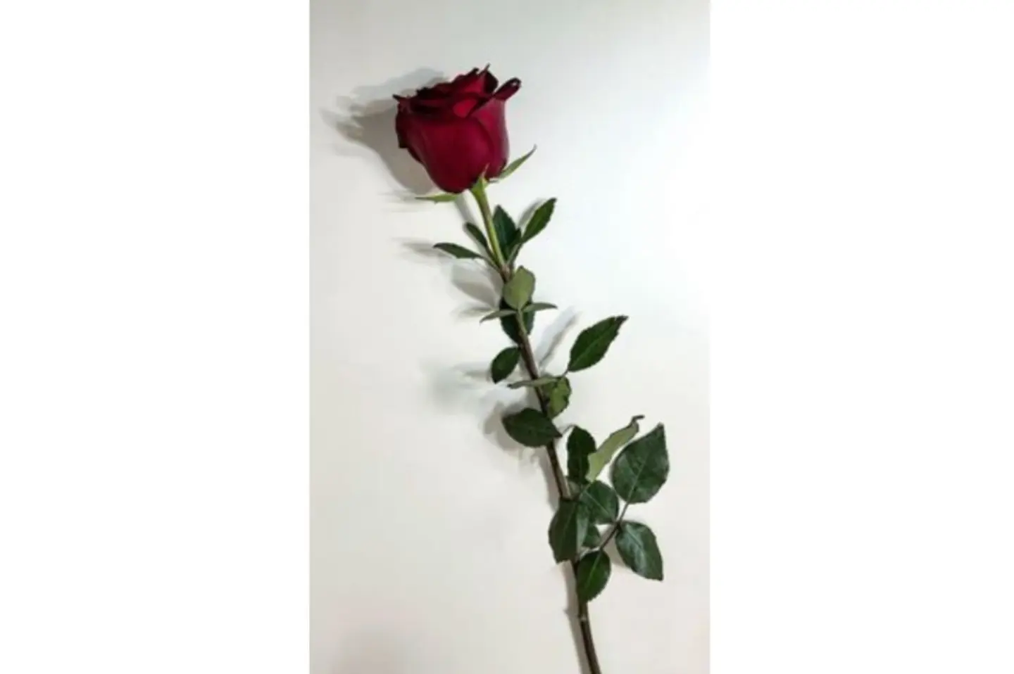 Flowers Rose 1 Piece Clor Red With Pepar