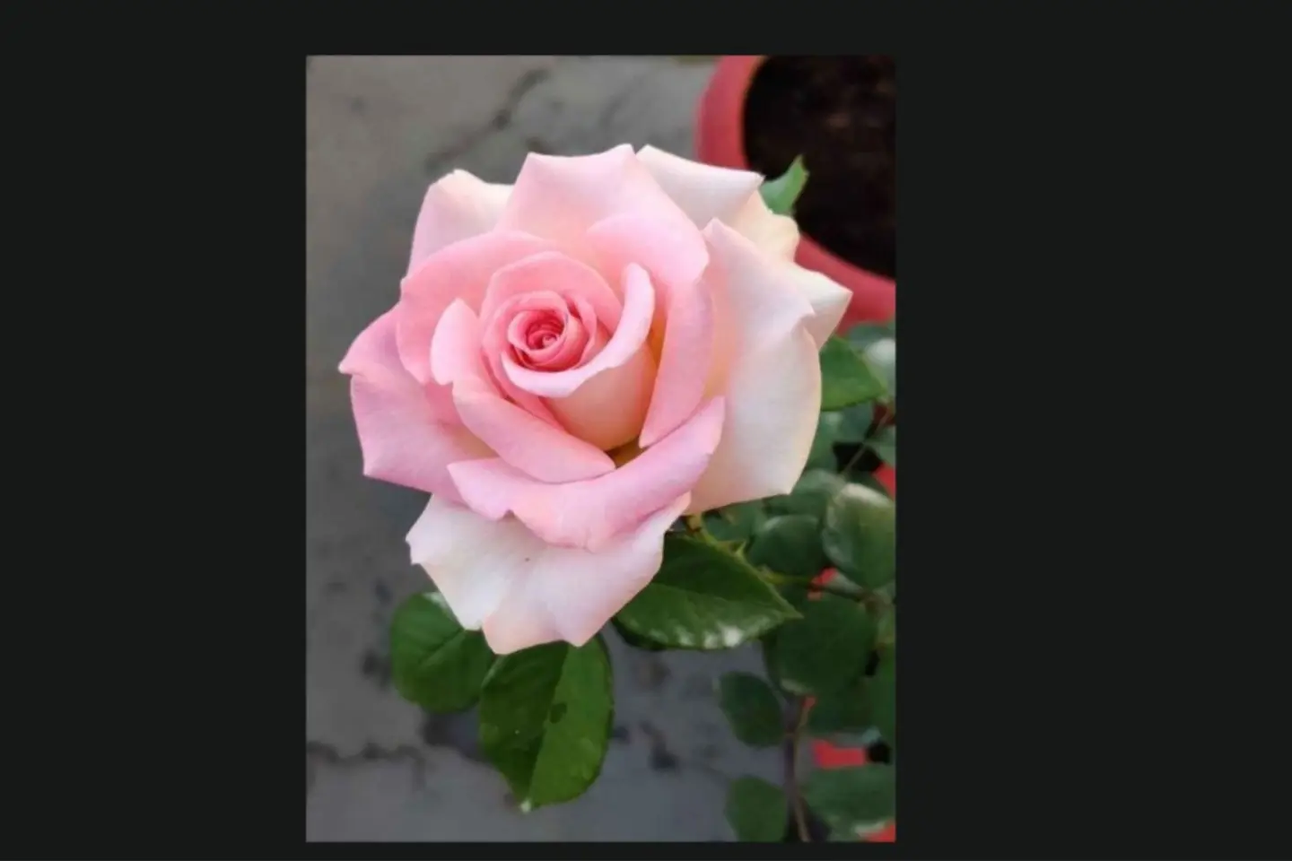 وردة جوري وردي