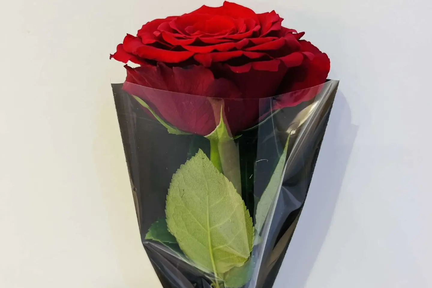 وردة جوري احمر