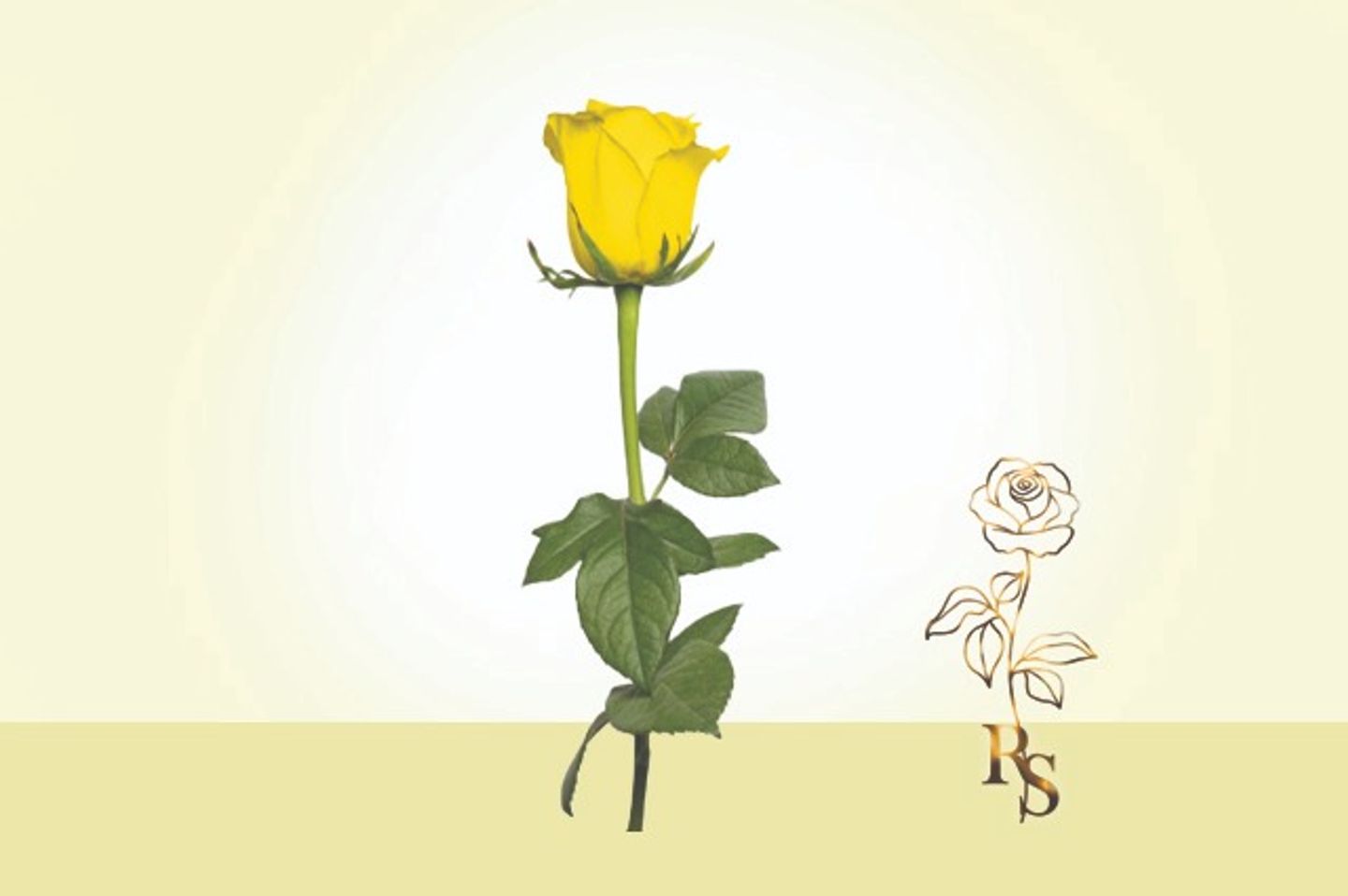 Yellow Rose