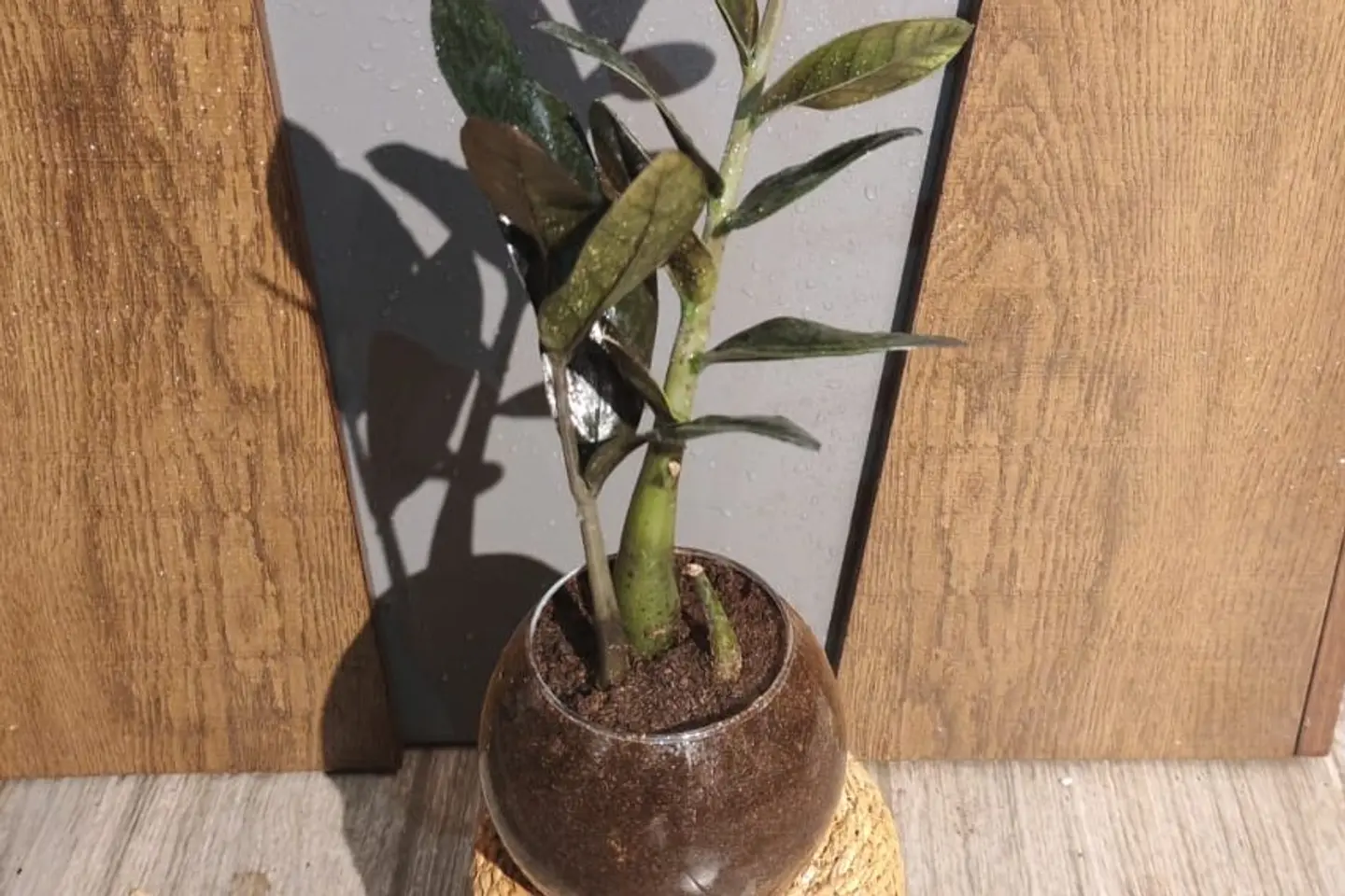 زاميكولاس علبه زجاجية