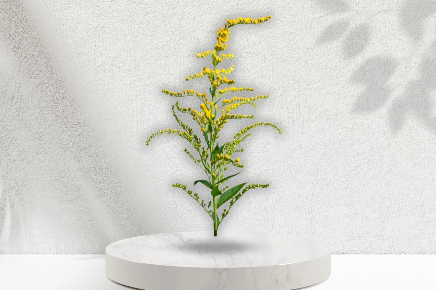 Solidago