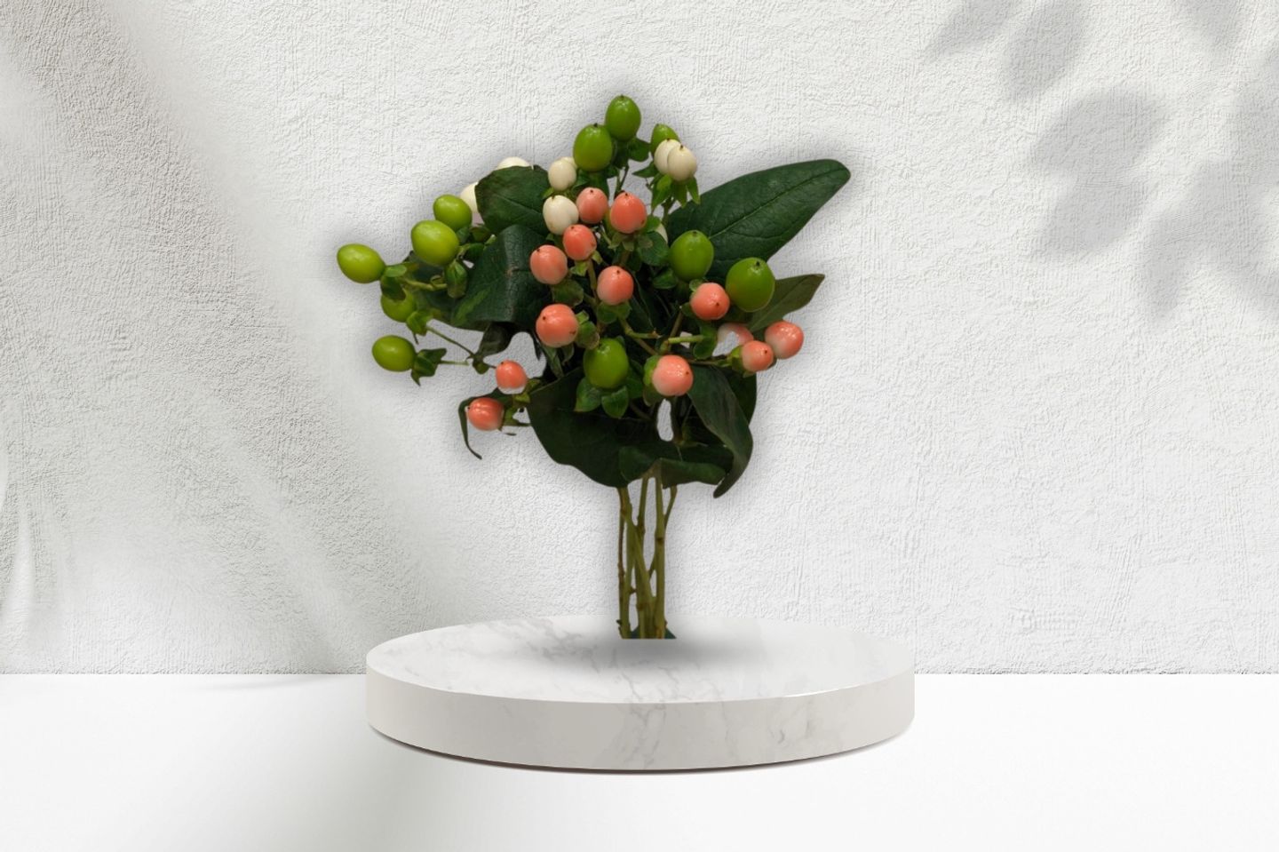 Hypericum