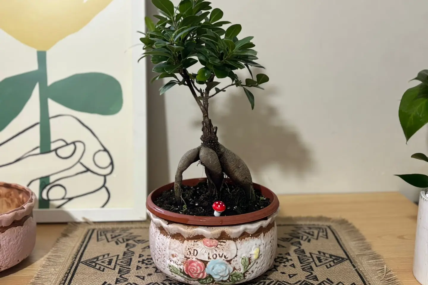 بونساي جذور الفخامة