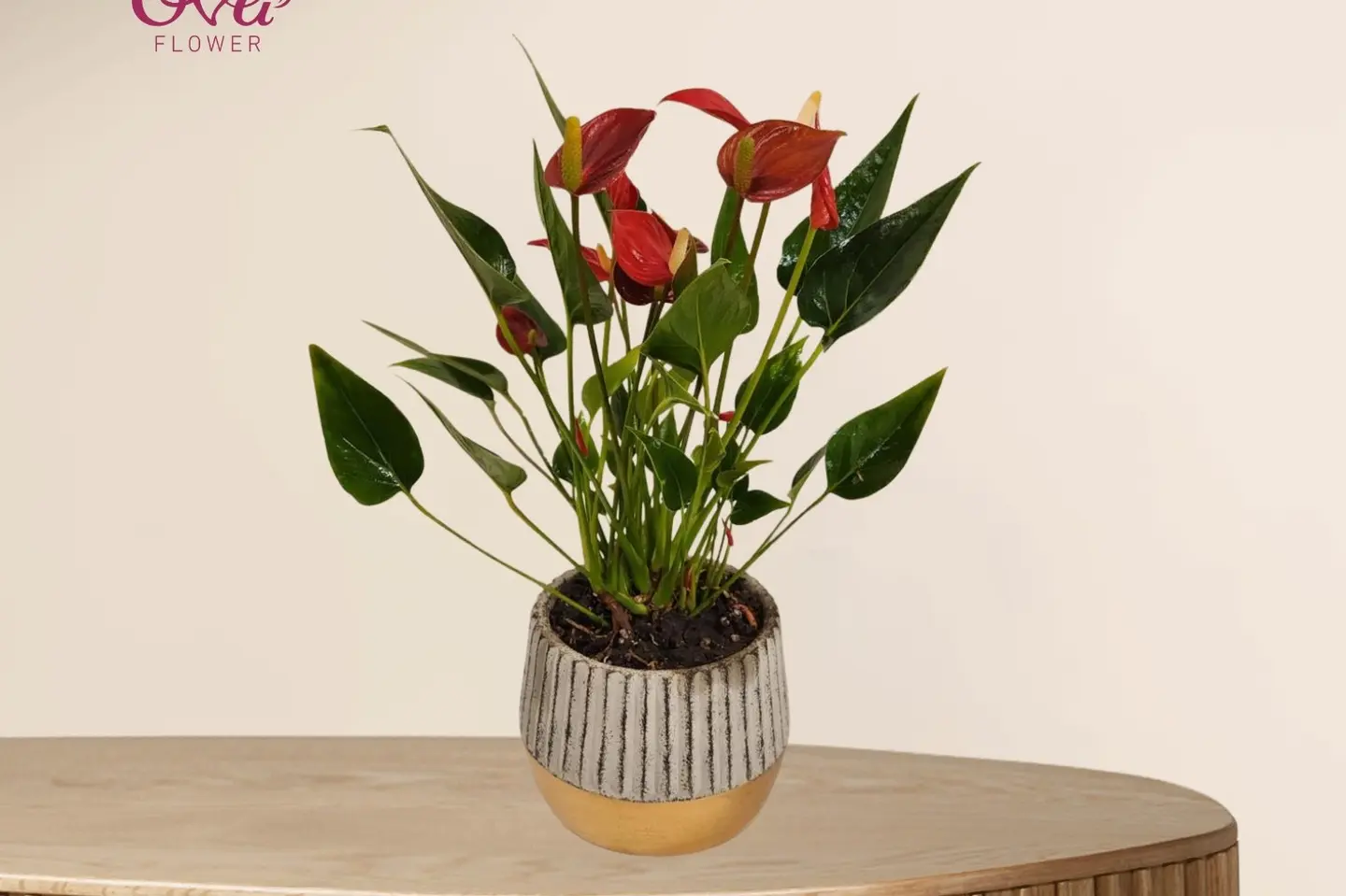 Red Anthurium Plant