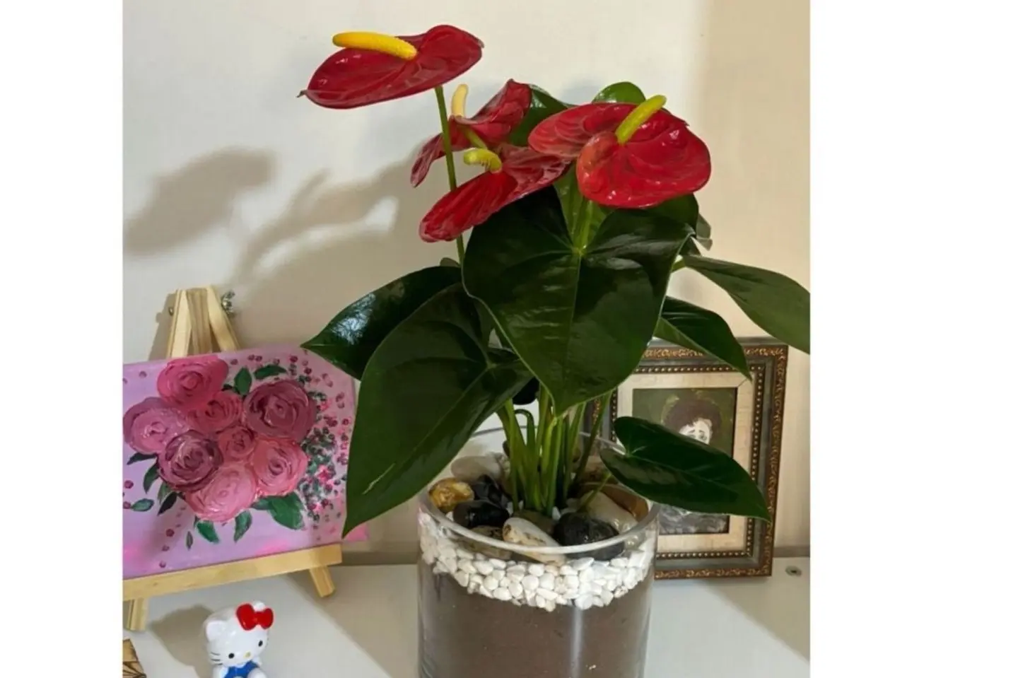 Red Anthurium Plant