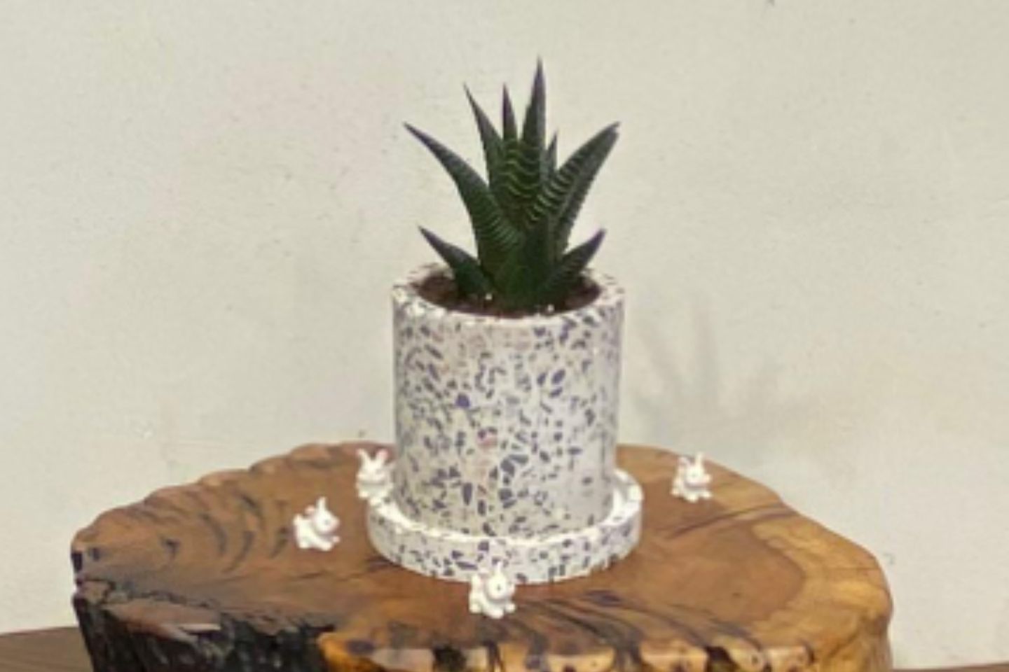 Haworthia Cymbiformis Plant In A Marble Pot With Dotted Stone