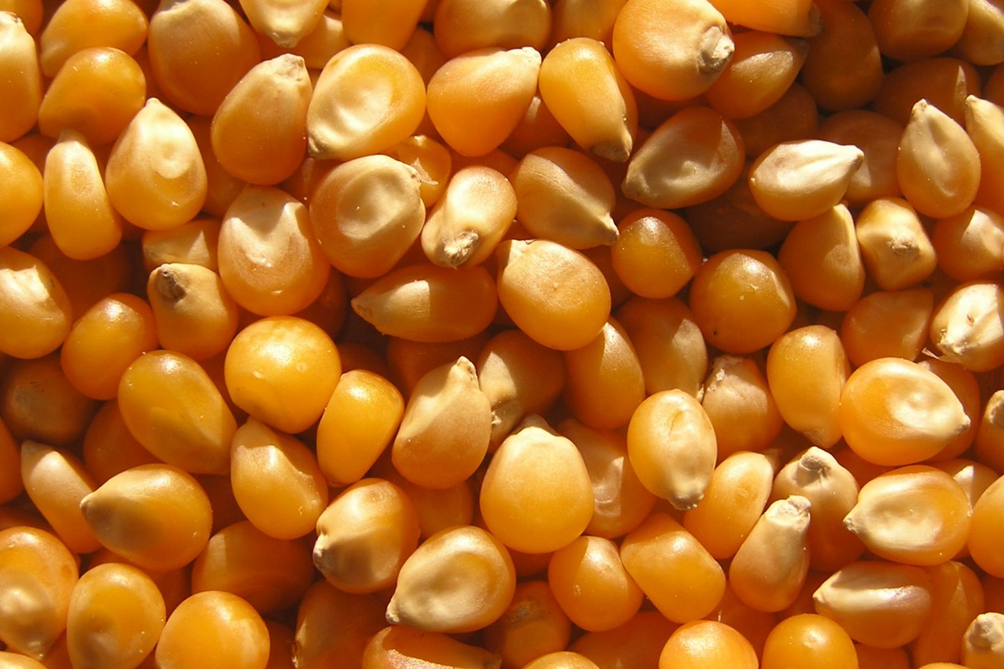 Popcorn