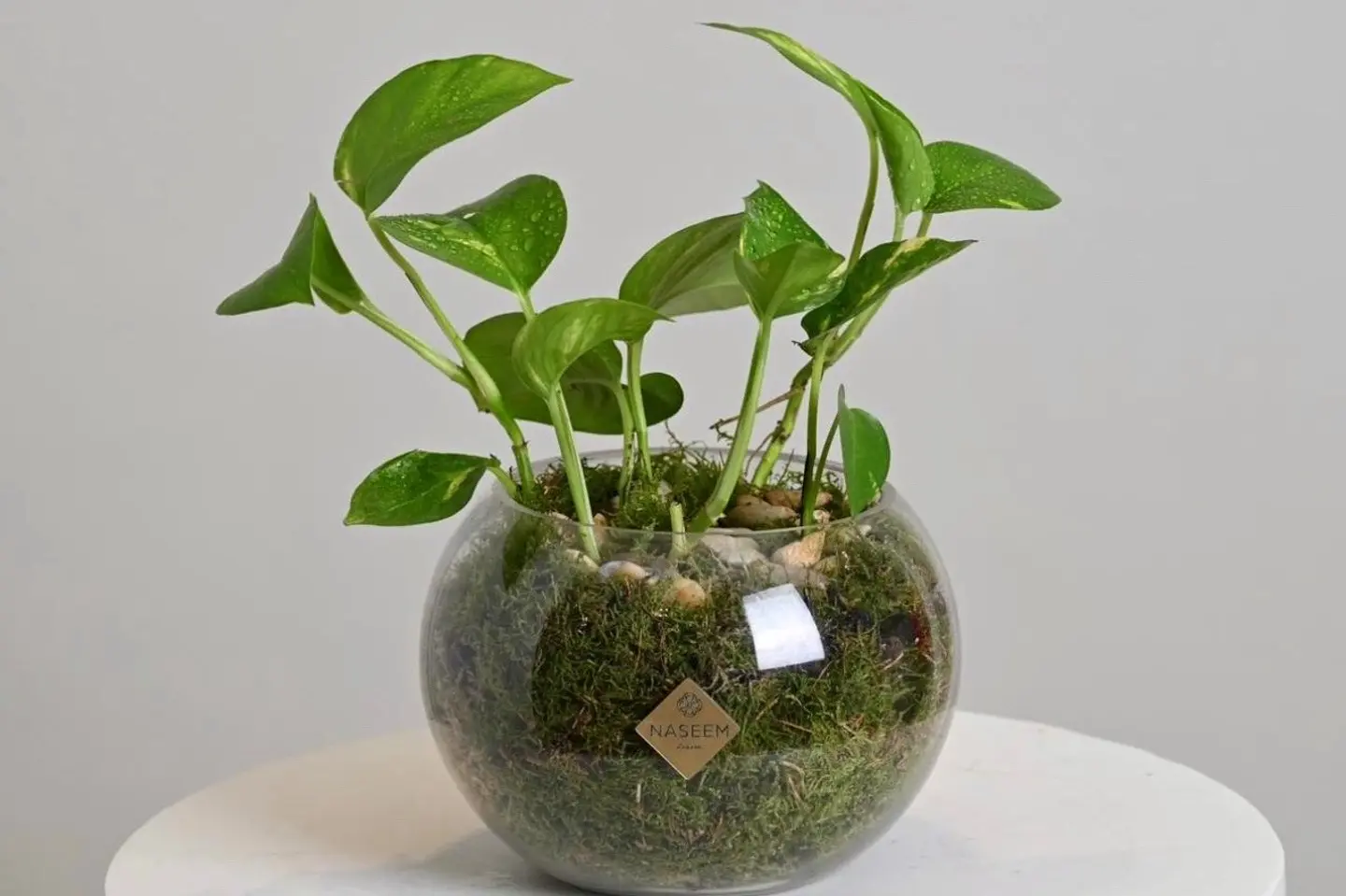 Pothos Plant