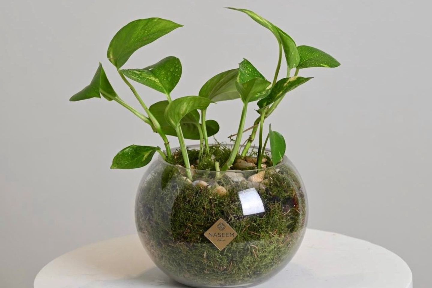 Pothos Plant