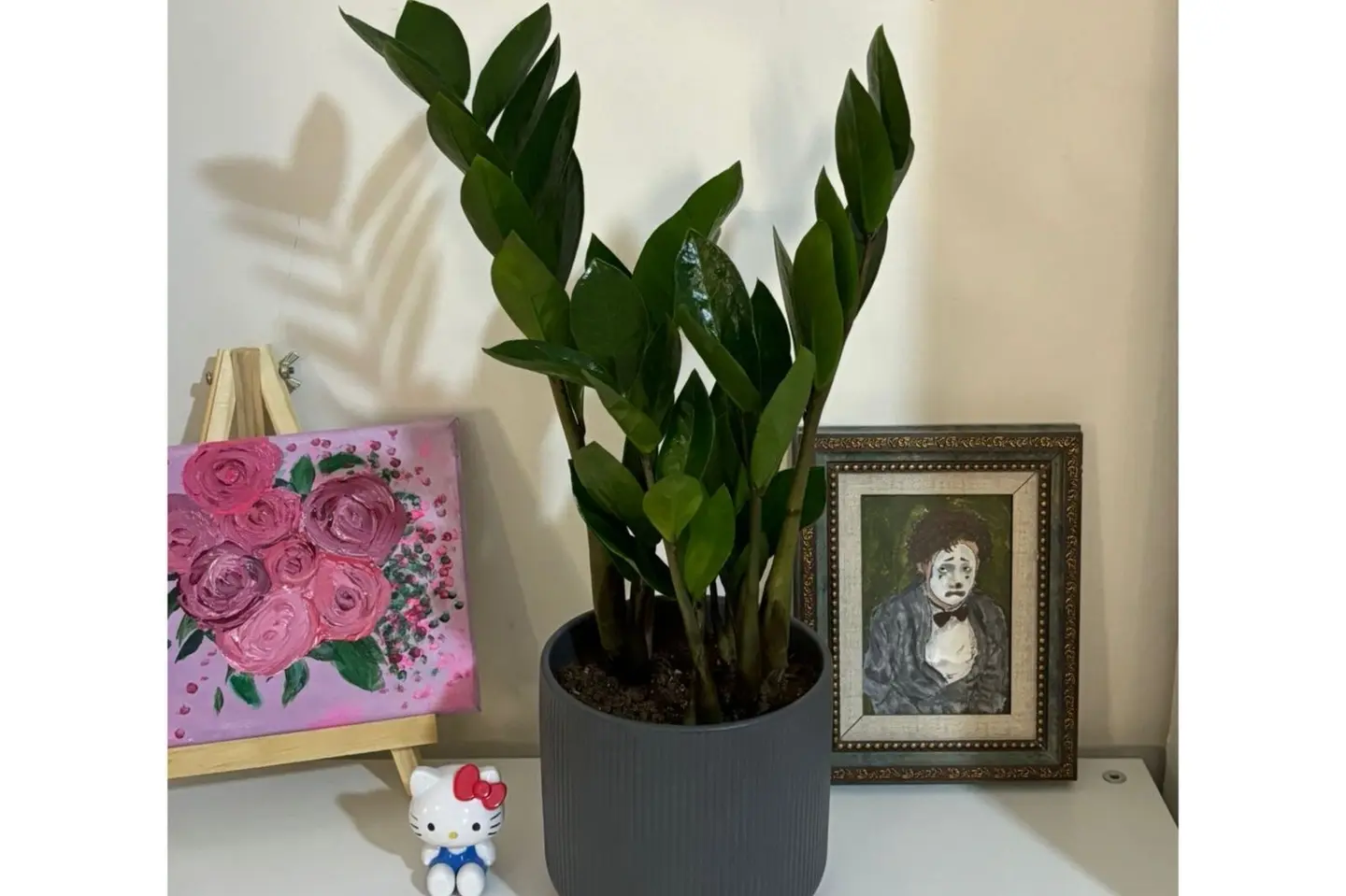 11 Elegant Zamioculcas Plant