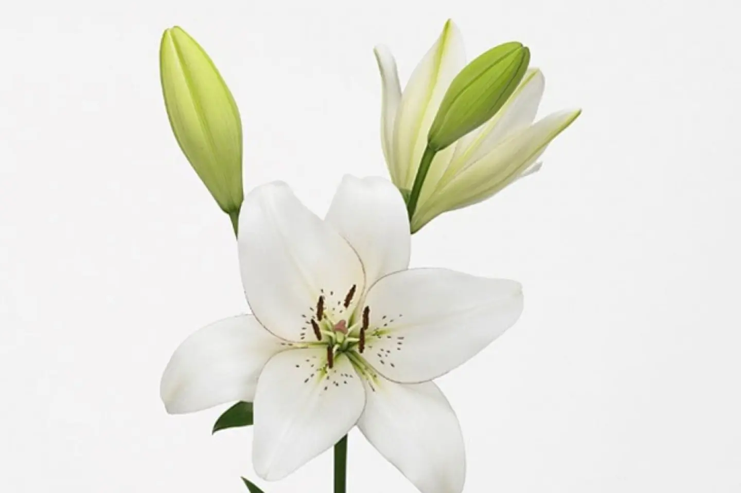 White Lily Branch Natural