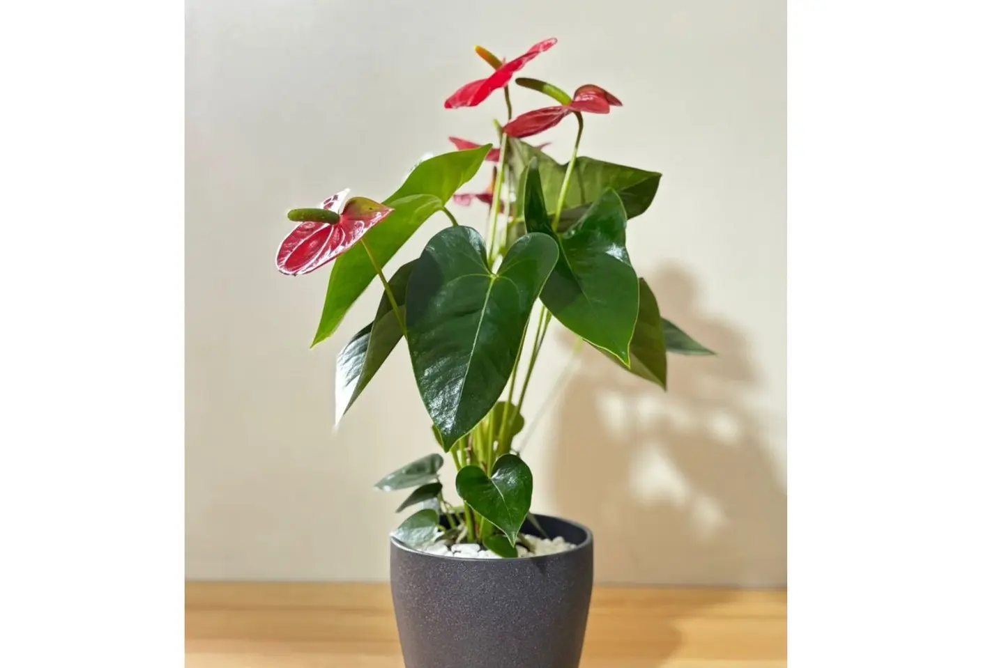 نبتة الانتوريوم الحمراء