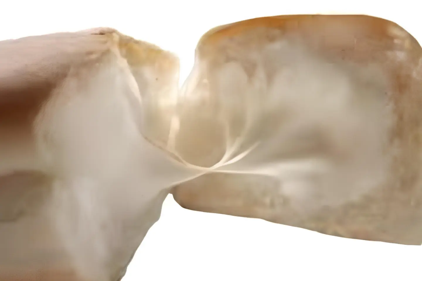 Cream Cheese Sandwich - Normal