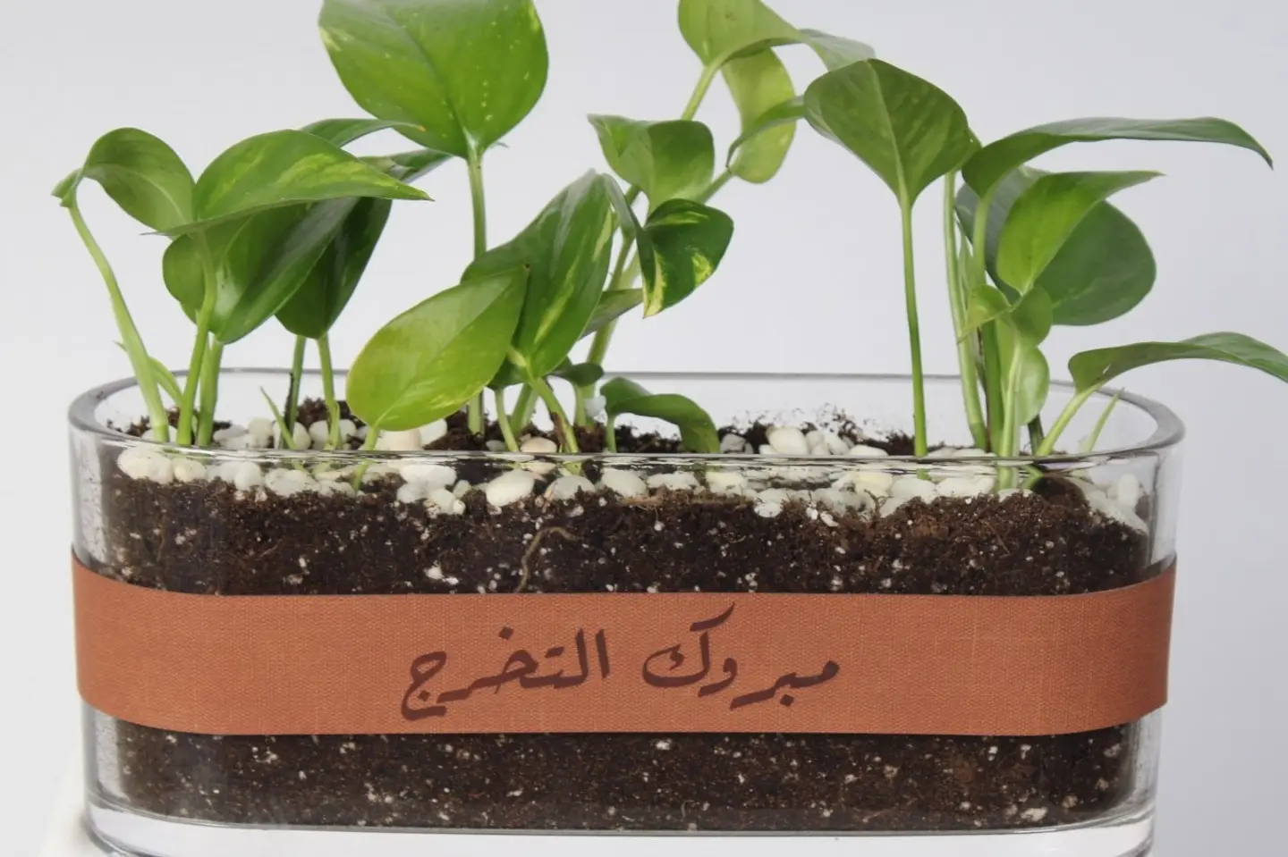 فازة البوتس مبروك التخرج