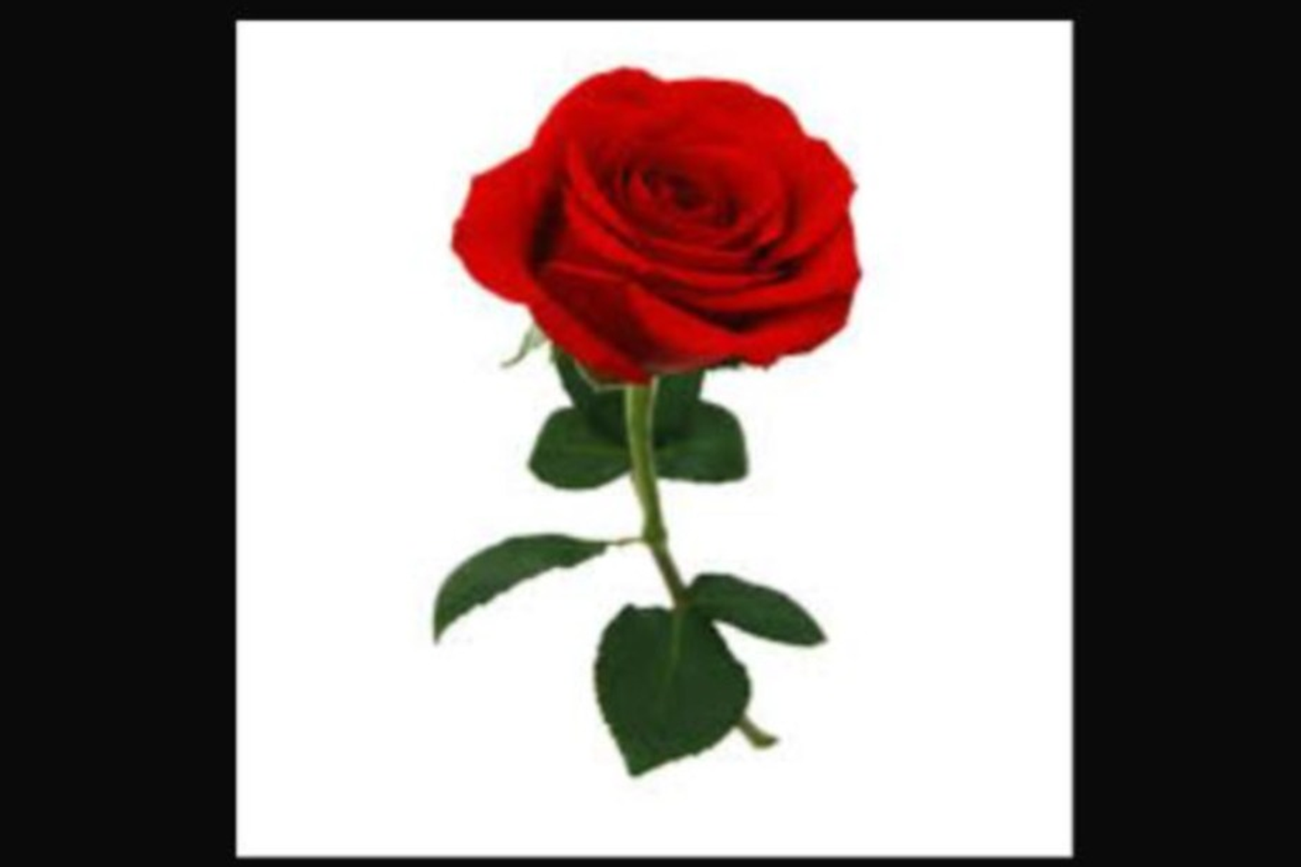 وردة جوري احمر