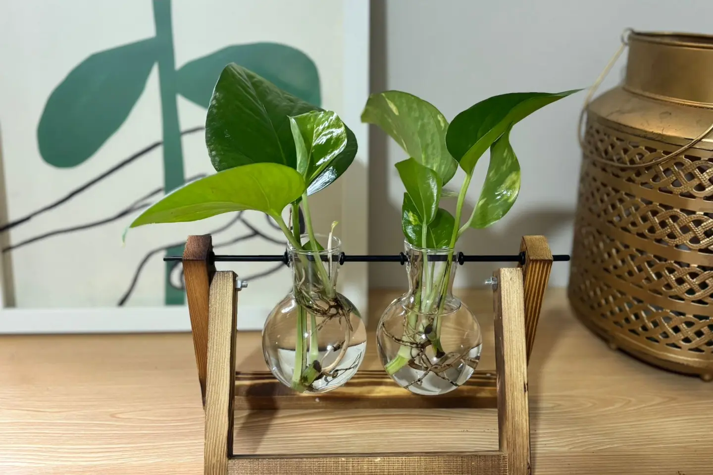 أناقة الطبيعة في منزلك