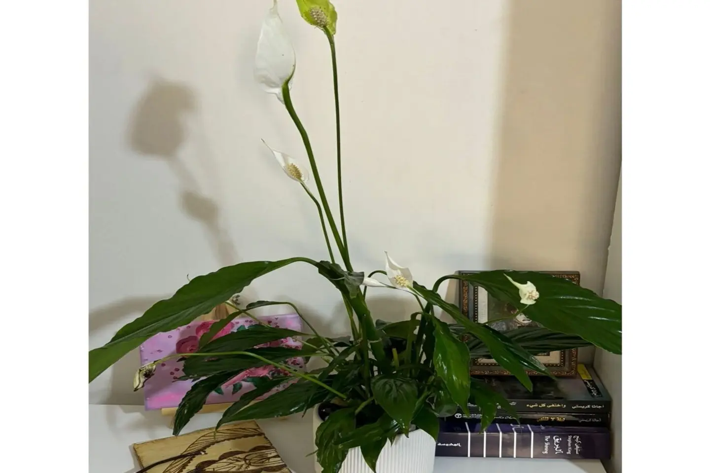 Peace Lily 9