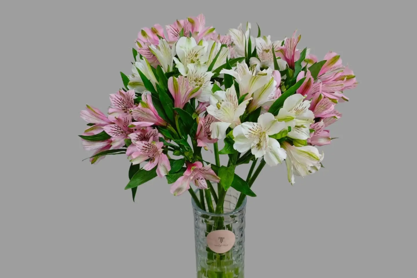 فازة ألسترويميريا زهري أبيض