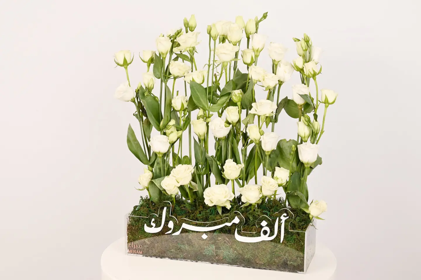 Taqdimah Congration