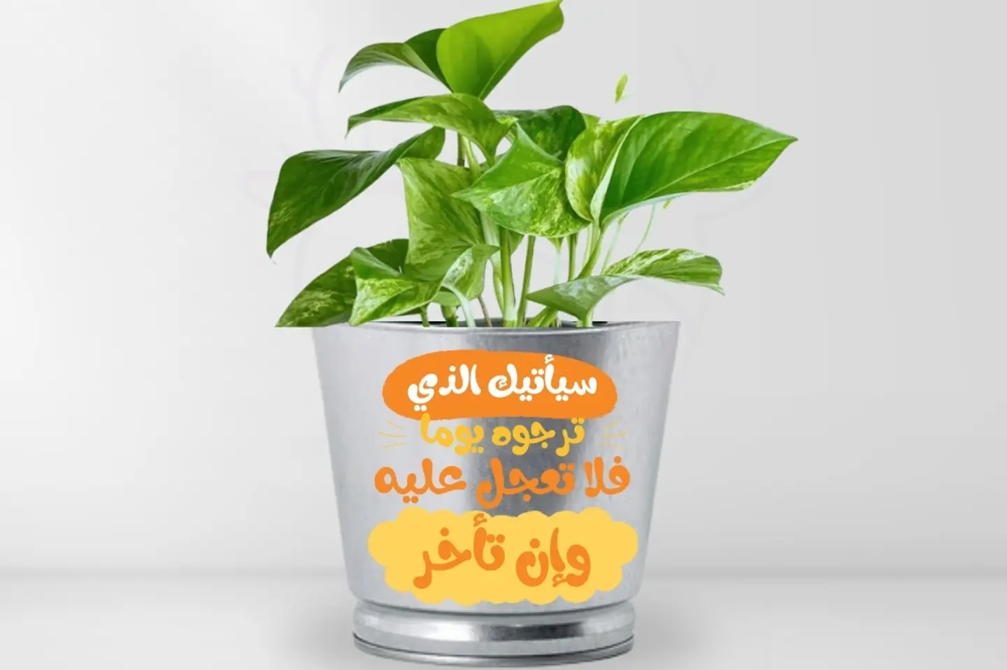 نبات بوتس بعبارة سيأتيك الذي ترجو