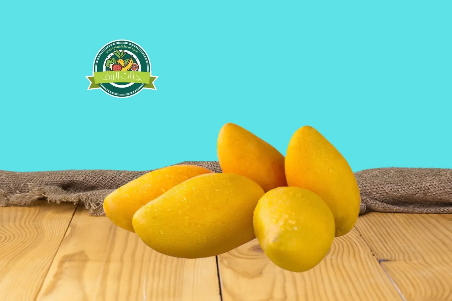 مانجو تيمور يمني - مانجو تيمور يمني