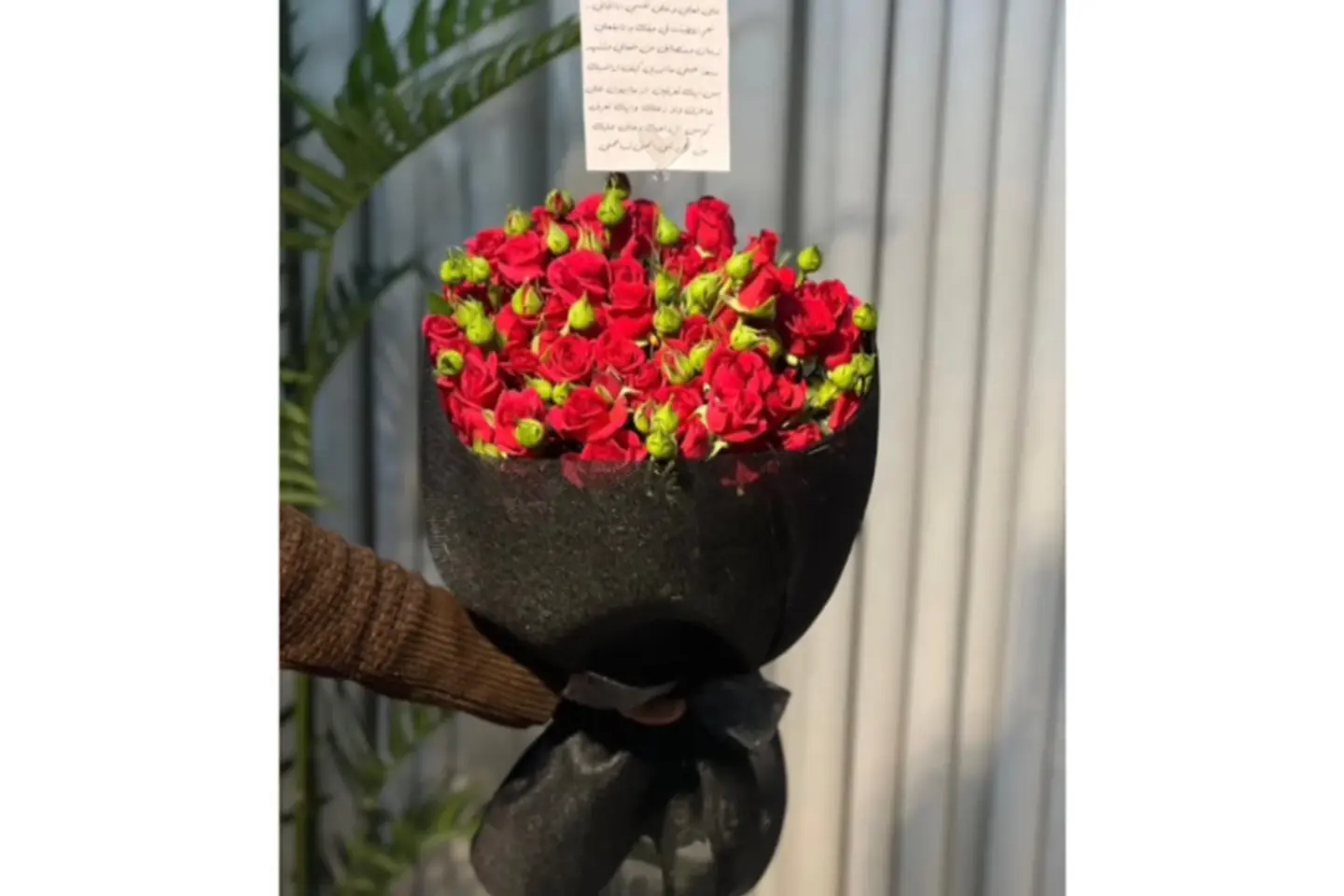 بيبي روز احمر