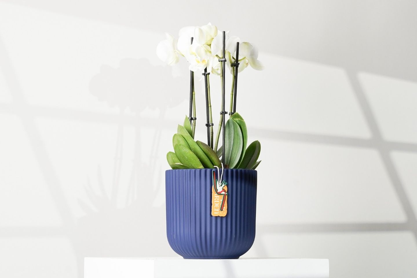 Orchid White Plant