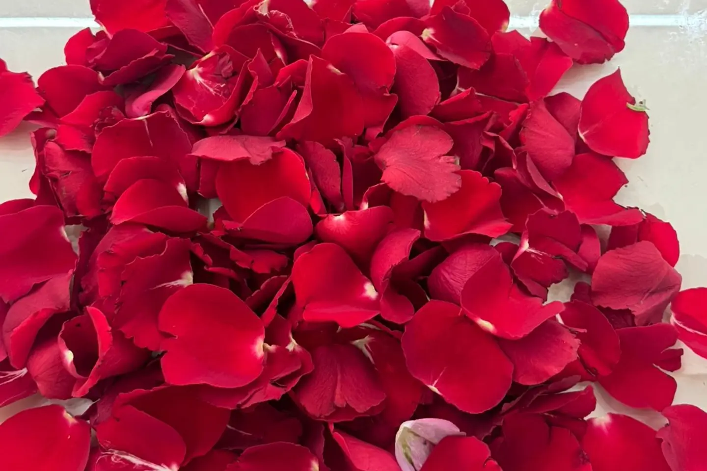 ورد منثور احمر