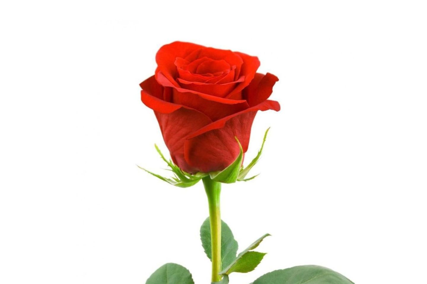 Red Roses