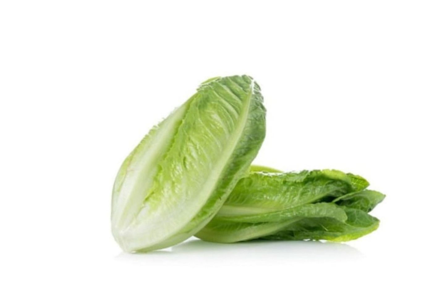 خس طويل