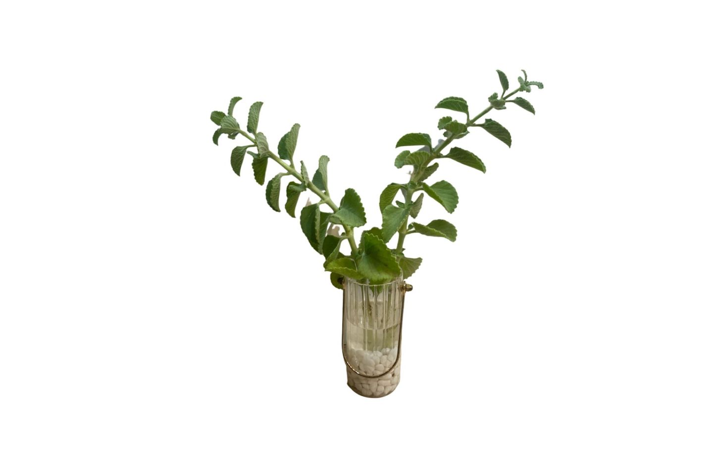 عطره مائيه