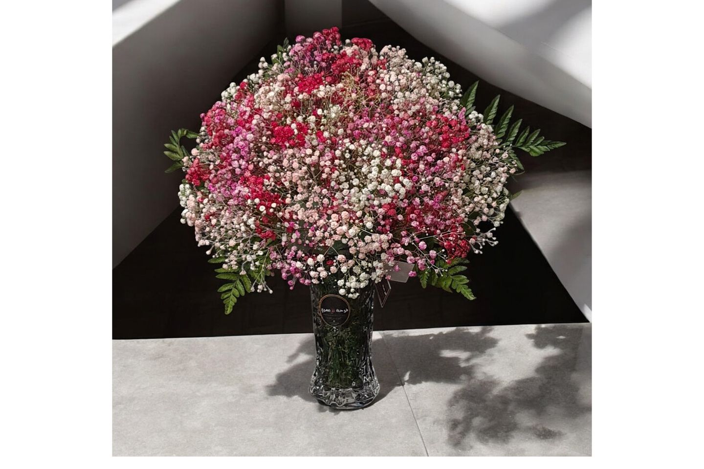 Gypsophila Beat