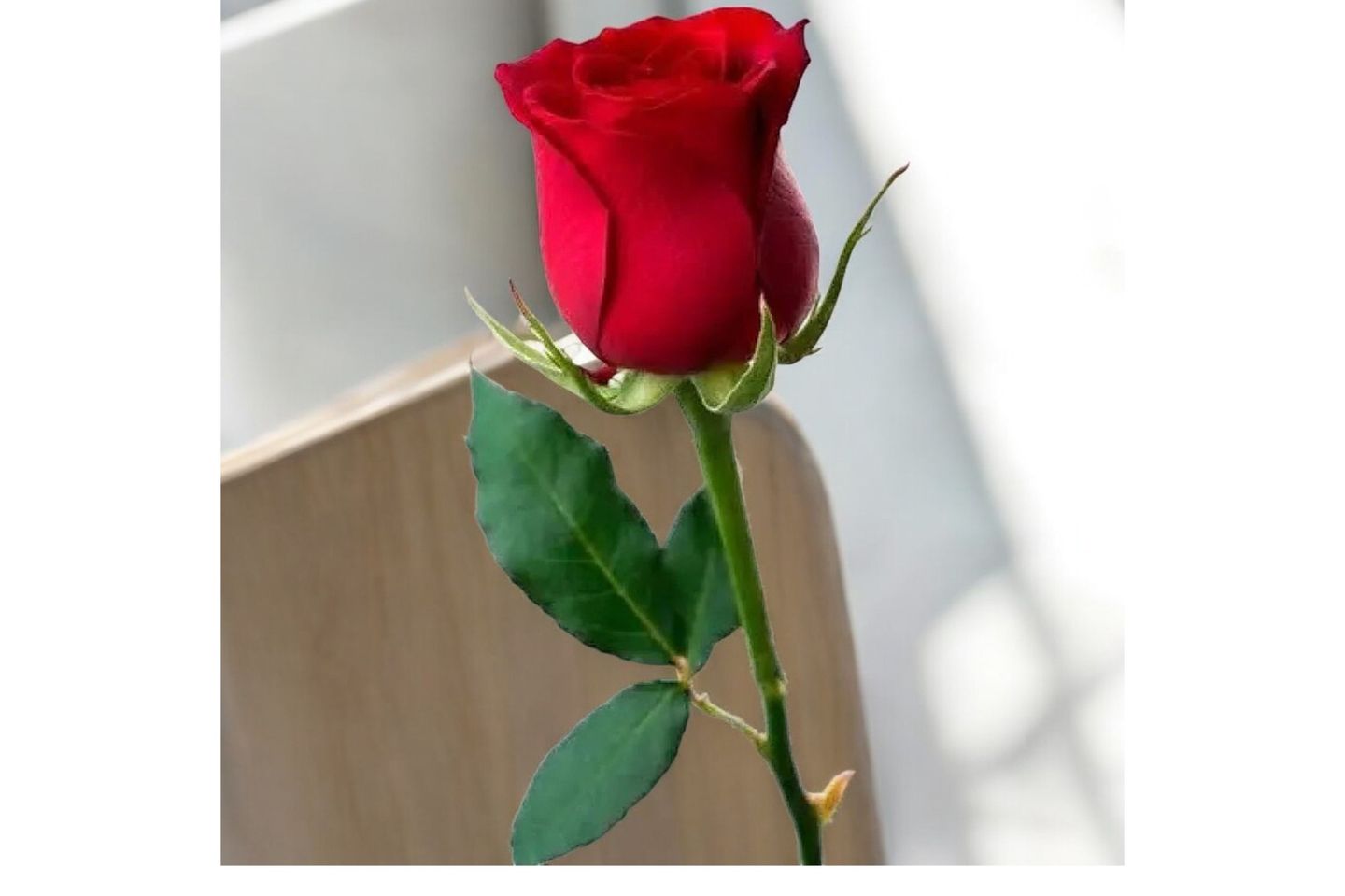 Gorgeous Rose Without Packaging