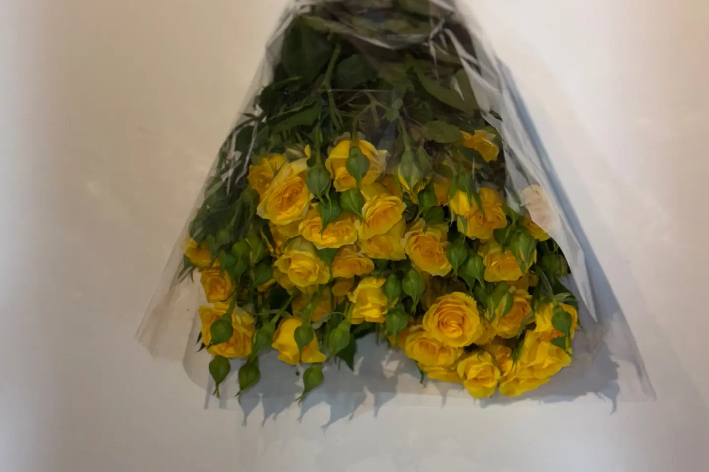 حزمة بيبي جوري - أصفر