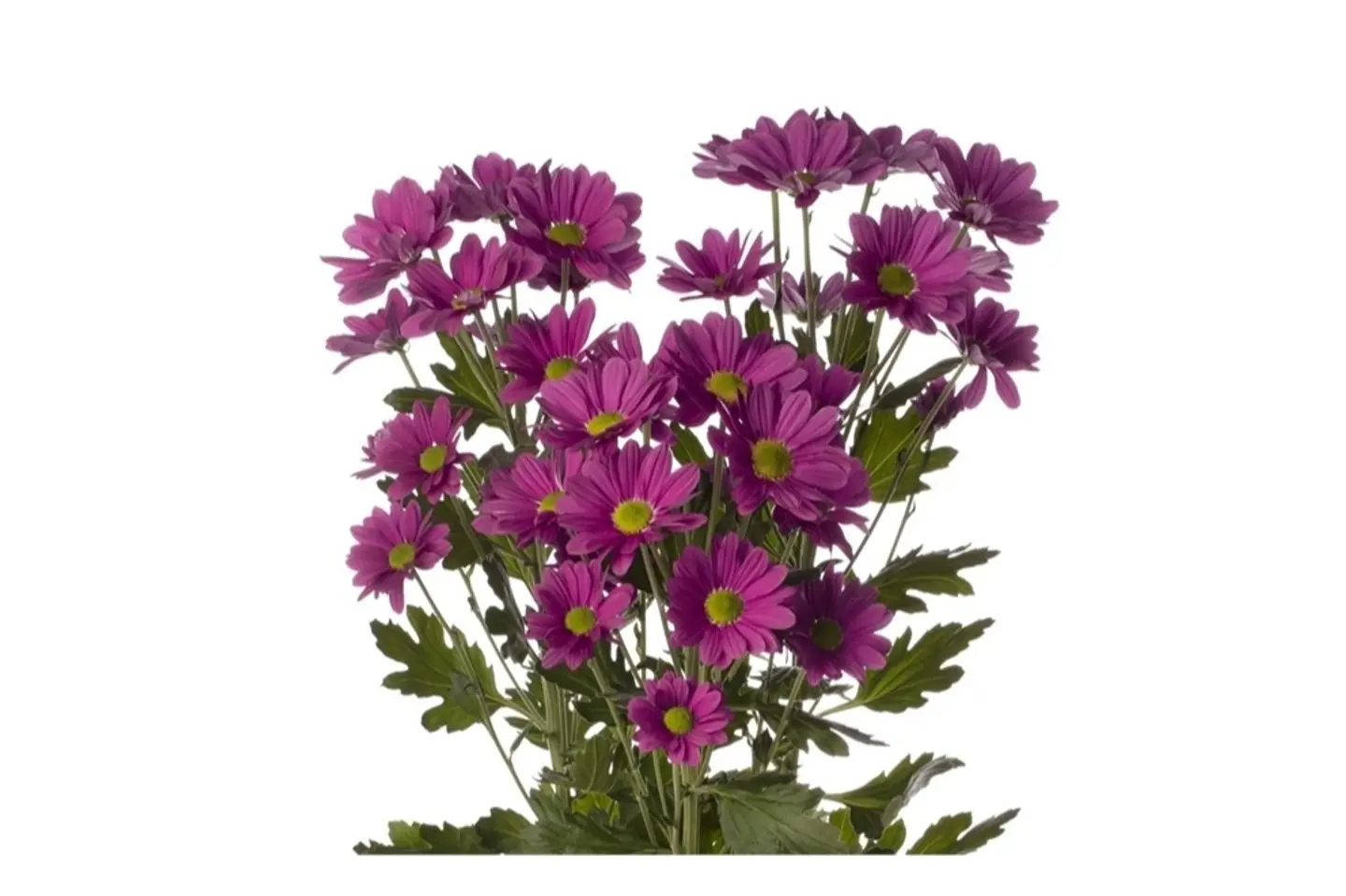 Dark Purple Baby Chrysanthemum