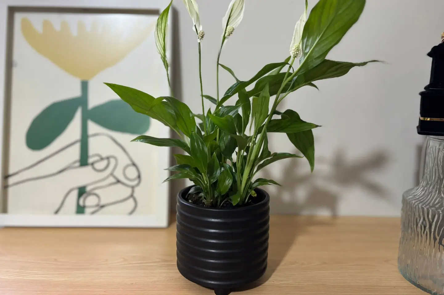 هدية نبتة زنبق السلام