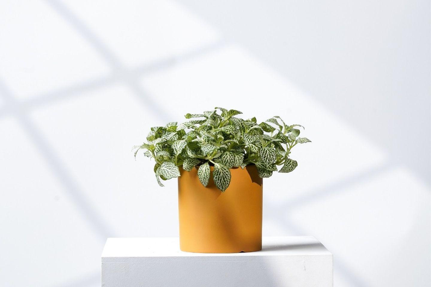 Green Gift Plant