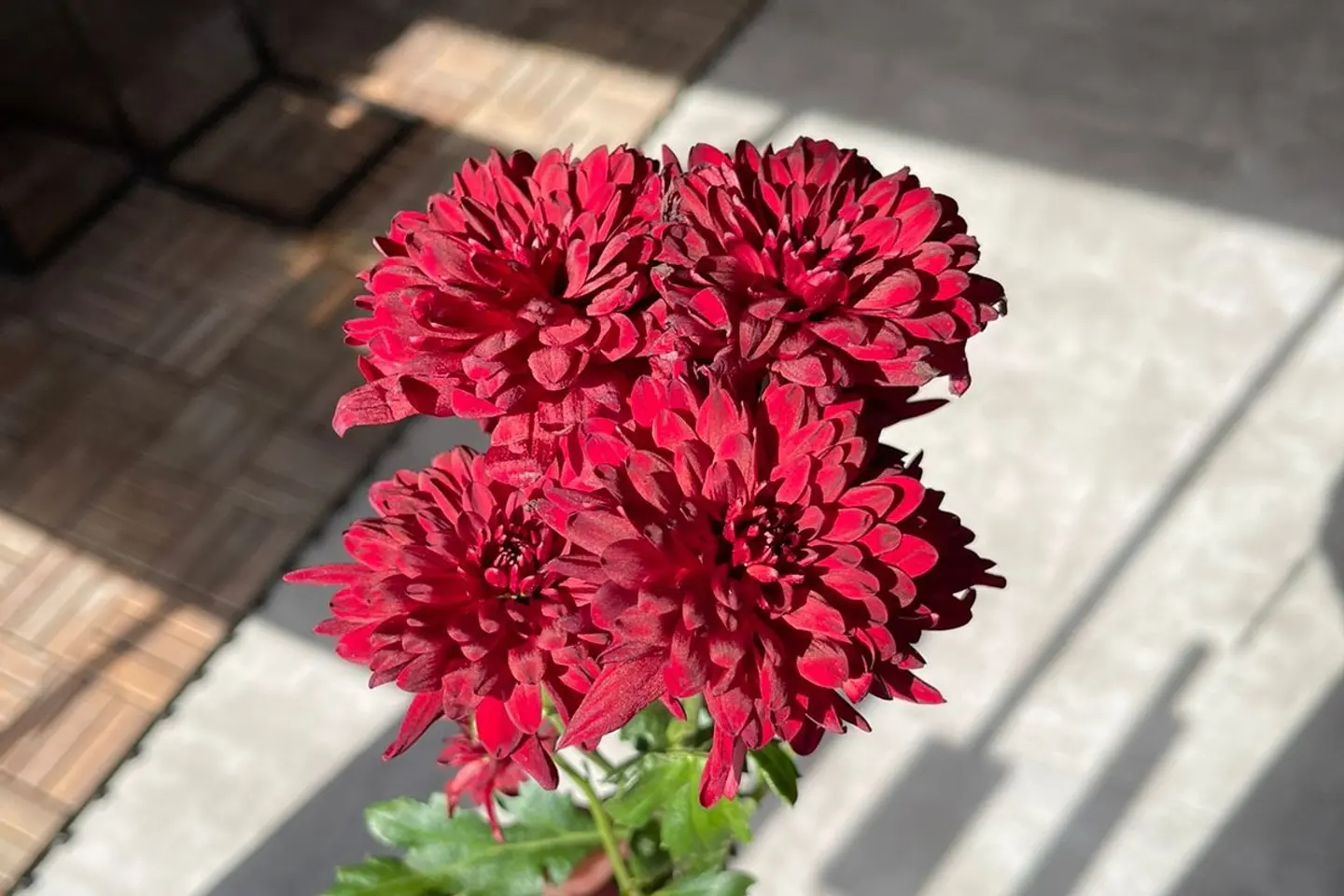 Red Velvet Cherry Blossom
