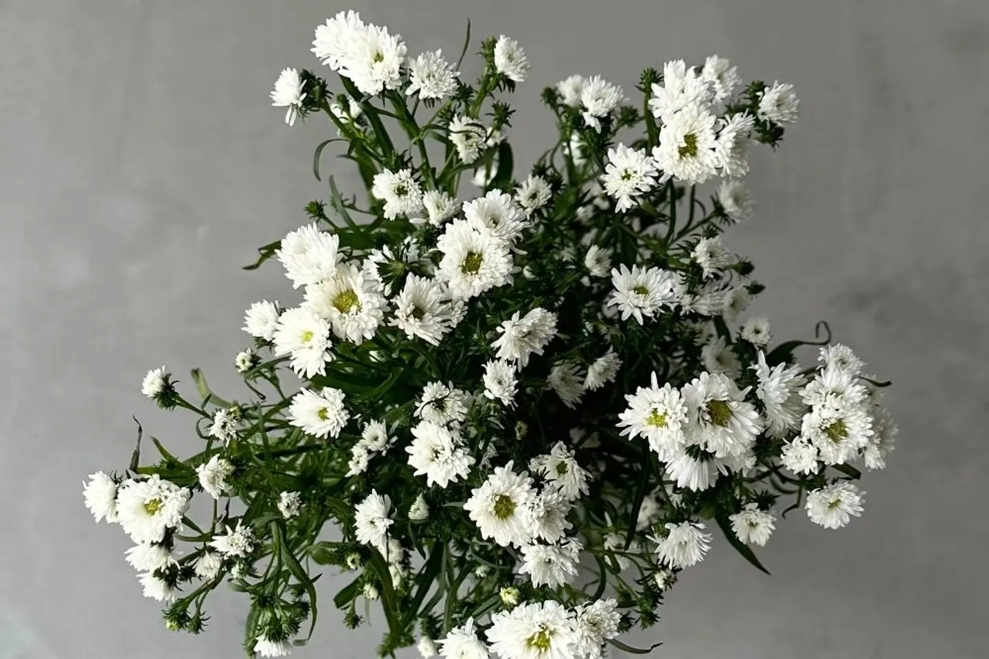 Aster