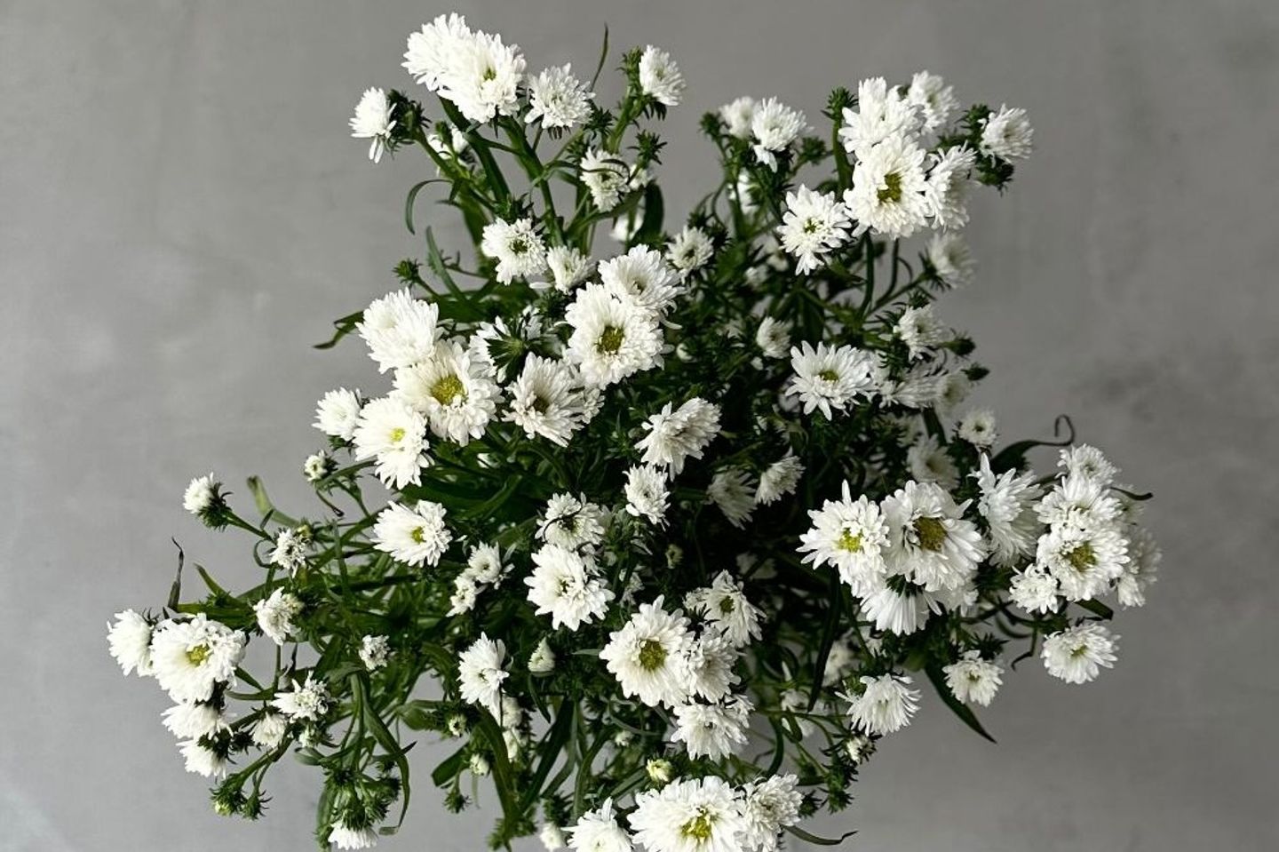 Aster