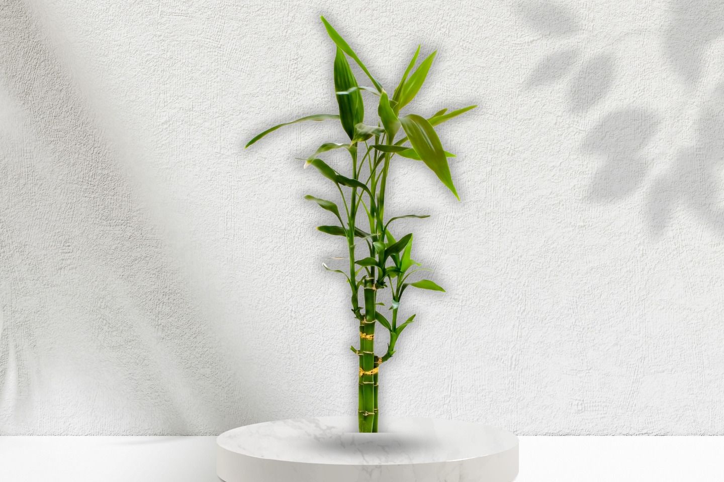 Lucky Bamboo