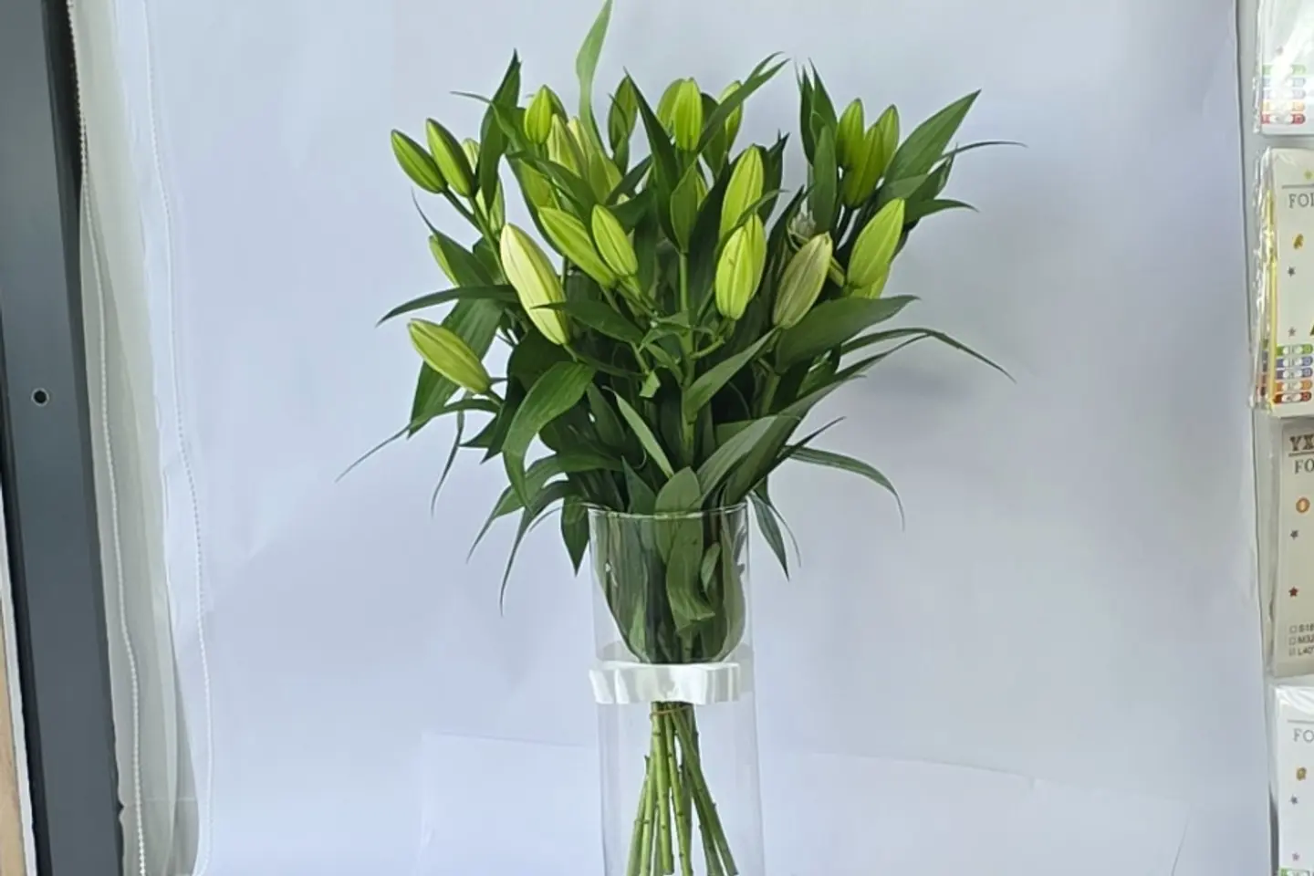 زنبق كازابلانكا ابيض