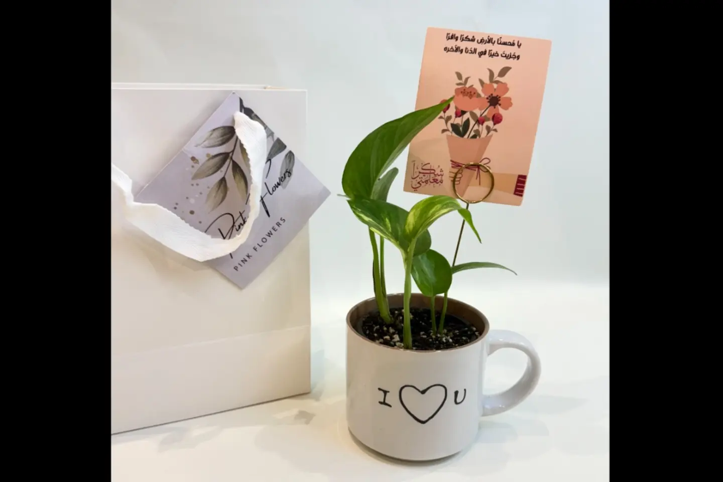 نبتة ظل مكتب