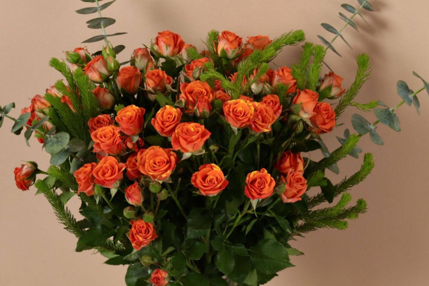 فازة رويال